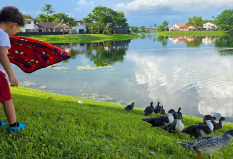Ducks