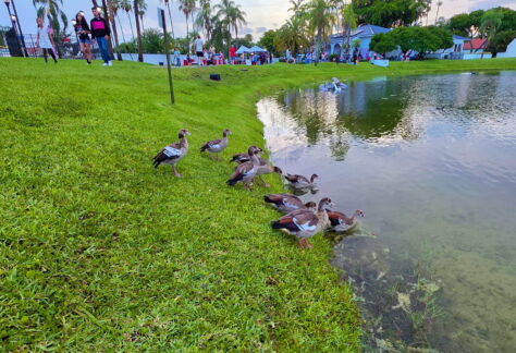 Geese