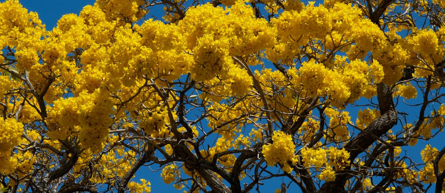 Blooms, bees, and being: The blissful joy of Spring 1 The joy of Spring: Blooms, bees, and being