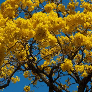 Blooms, bees, and being: The blissful joy of Spring 2 The joy of Spring: Blooms, bees, and being