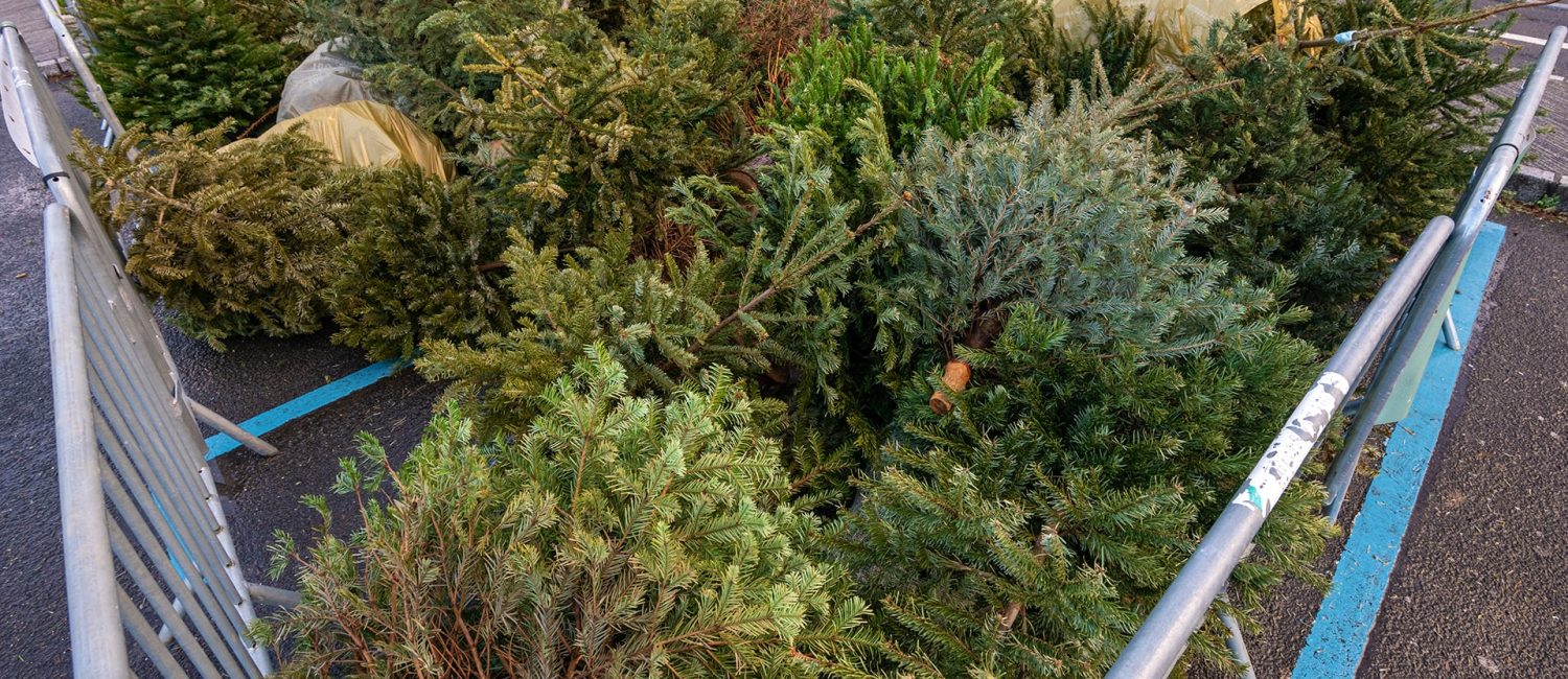 Christmas tree recycling and disposal guide