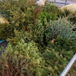 Christmas tree recycling and disposal guide 7 Christmas tree recycling and disposal guide