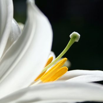 Why we celebrate Easter in the United States: Traditions and meaning 2 Easter Sunday celebration