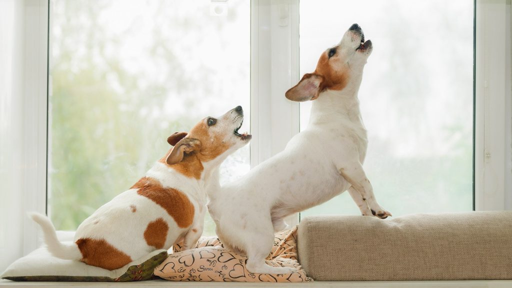Loud and nuisance barking