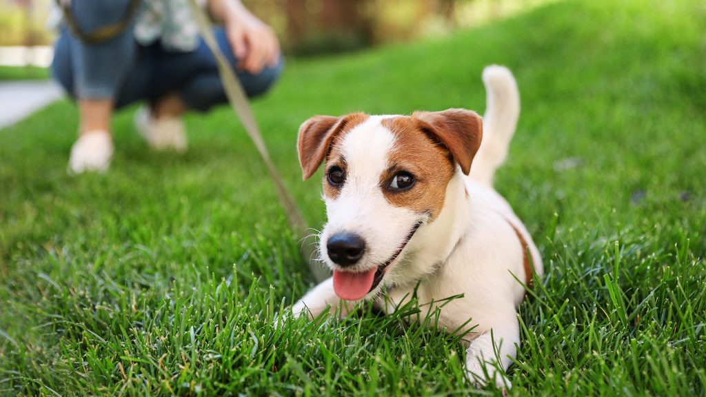 Responsible pet ownership