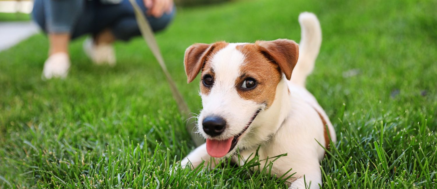 Responsible pet ownership