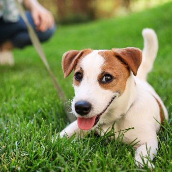 Responsible pet ownership