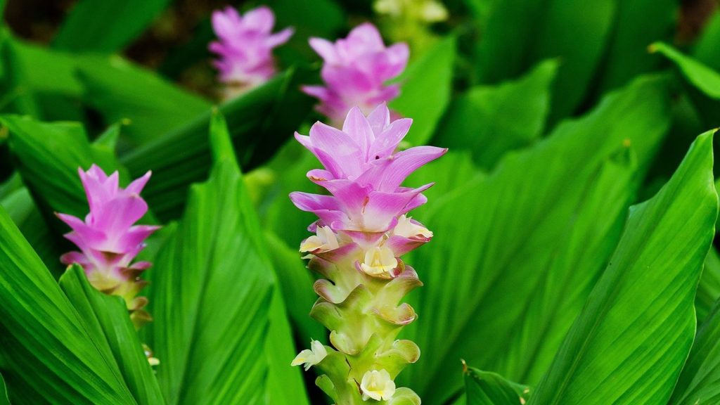 Spring blooms