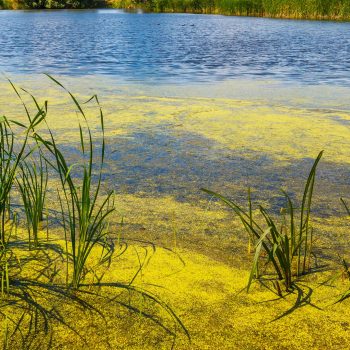 Summer algae blooms