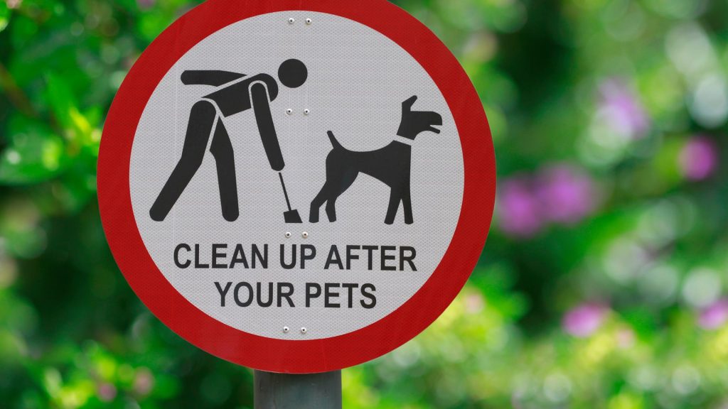 Top 10 reasons to always pick up after your dog