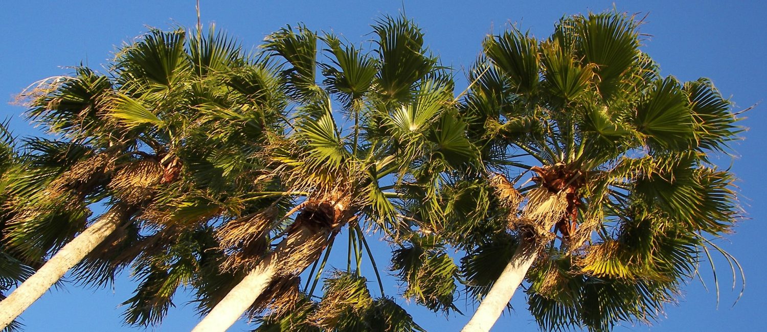 Tree Trimming 1 Tree trimming