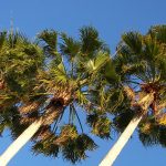 Tree Trimming 3 Tree trimming