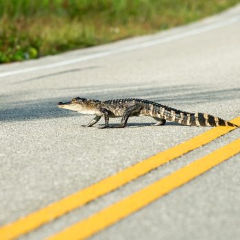 Walking safety tips